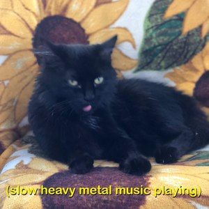 Meet your Posher, Jasper